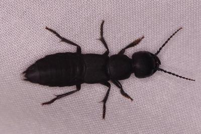 <i>Ocypus</i>