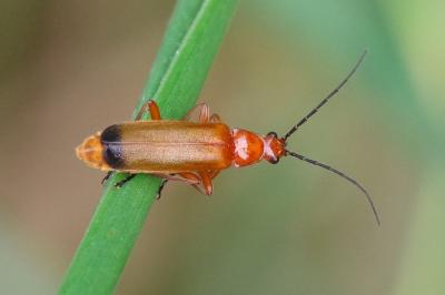 <i>Rhagonycha fulva</i>