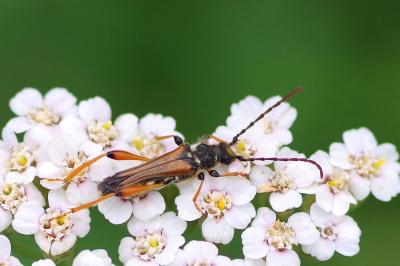 <i>Stenopterus rufus</i>