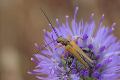 <i>Oedemera podagrariae</i>