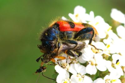 <i>Trichodes apiarius</i>