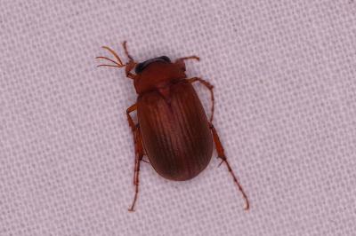 <i>Serica brunnea</i>