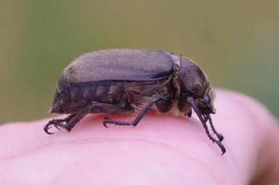 <i>Anoxia villosa</i>