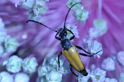 <i>Stictoleptura fulva</i>