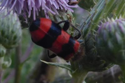 <i>Trichodes apiarius</i>