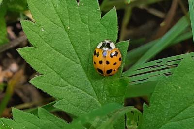 <i>Harmonia axyridis</i>