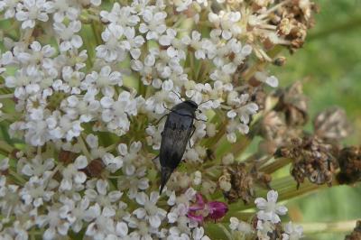 <i>Variimorda</i>