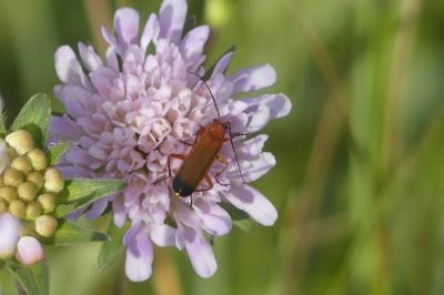 <i>Rhagonycha fulva</i>