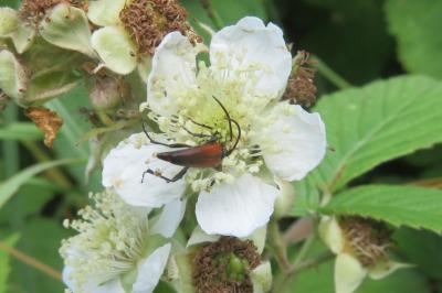 <i>Stenurella melanura</i>