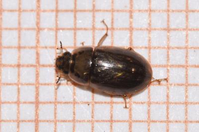 <i>Helochares lividus</i>
