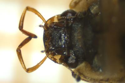 <i>Helochares lividus</i>