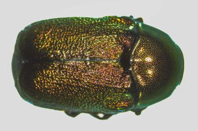 <i>Cryptocephalus hypochaeridis</i>