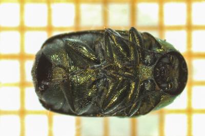 <i>Cryptocephalus hypochaeridis</i>