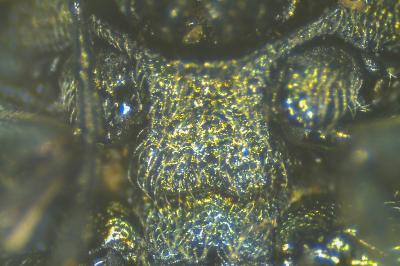 <i>Cryptocephalus hypochaeridis</i>
