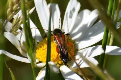 <i>Stenopterus rufus</i>