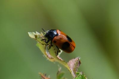 <i>Clytra laeviuscula</i>