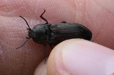 <i>Selatosomus latus</i>