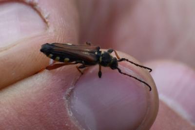 <i>Stenopterus rufus</i>