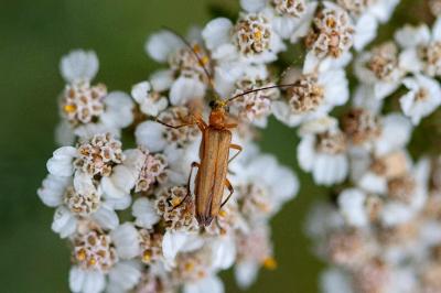 <i>Oedemera podagrariae</i>