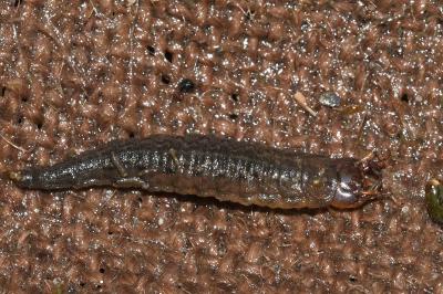 <i>Hydrophilus</i>