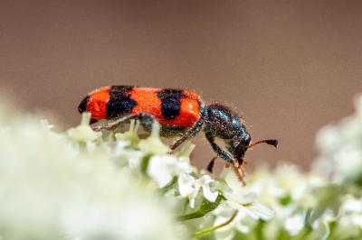 <i>Trichodes apiarius</i>