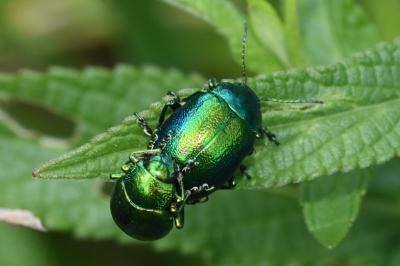 <i>Chrysolina herbacea</i>