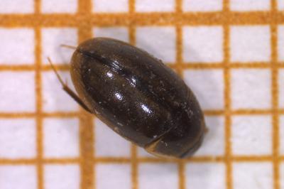<i>Enochrus coarctatus</i>
