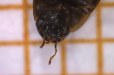 <i>Enochrus coarctatus</i>