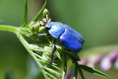 <i>Hoplia coerulea</i>