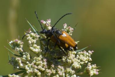 <i>Stictoleptura fulva</i>