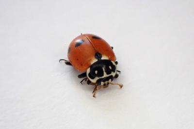 <i>Hippodamia variegata</i>