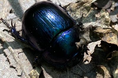<i>Anoplotrupes stercorosus</i>