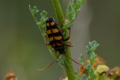 <i>Leptura aurulenta</i>