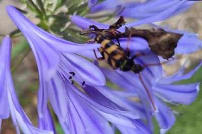 <i>Leptura aurulenta</i>