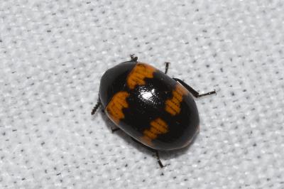 <i>Diaperis boleti</i>