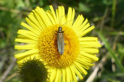 <i>Oedemera</i>