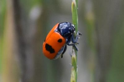 <i>Clytra laeviuscula</i>