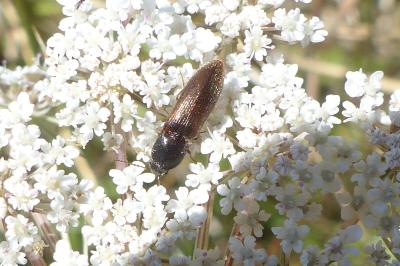 <i>Agriotes</i>