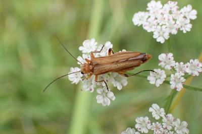 <i>Oedemera podagrariae</i>