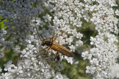 <i>Oedemera podagrariae</i>