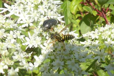 <i>Oxythyrea funesta</i>