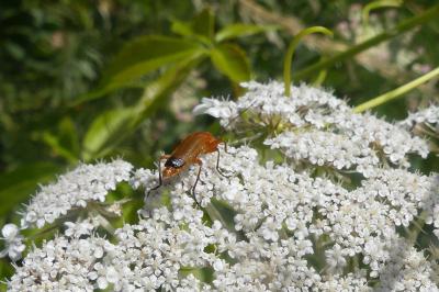 <i>Rhagonycha fulva</i>