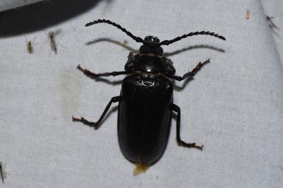 Prioninae