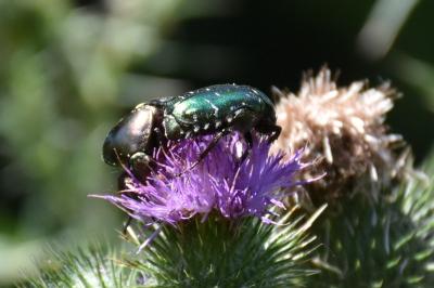 <i>Cetonia aurata</i>
