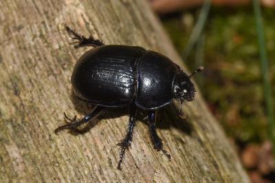 <i>Anoplotrupes stercorosus</i>