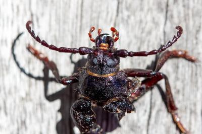 <i>Prionus coriarius</i>