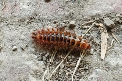 <i>Drilus flavescens</i>
