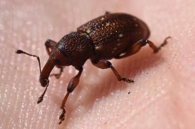 <i>Hylobius transversovittatus</i>