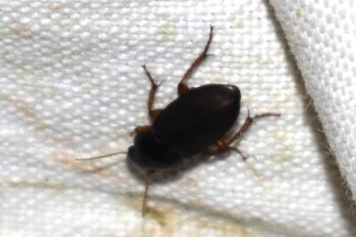 <i>Pseudoophonus rufipes</i>