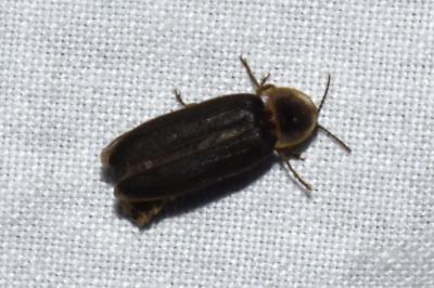 <i>Lampyris noctiluca</i>